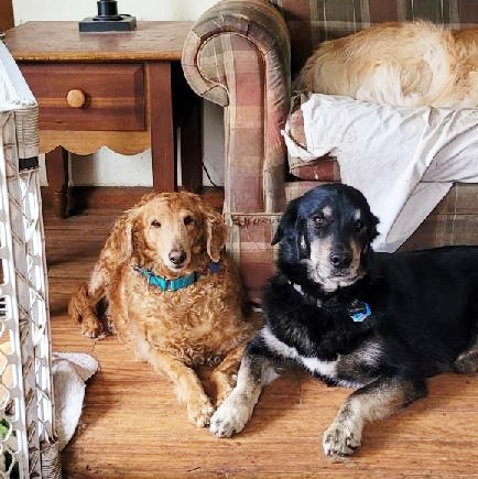 Enlarge Scarlett, a Adoptable Goldendoodle in Waterville, OH image 3/5