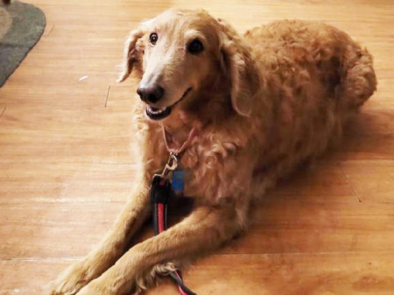 Scarlett, a Adoptable Goldendoodle in Waterville, OH image 4/4