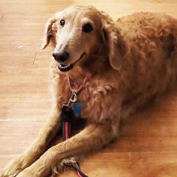 Enlarge Scarlett, a Adoptable Goldendoodle in Waterville, OH image 4/5