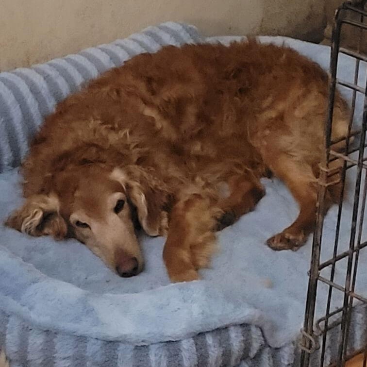 Enlarge Scarlett, a Adoptable Goldendoodle in Waterville, OH image 5/5