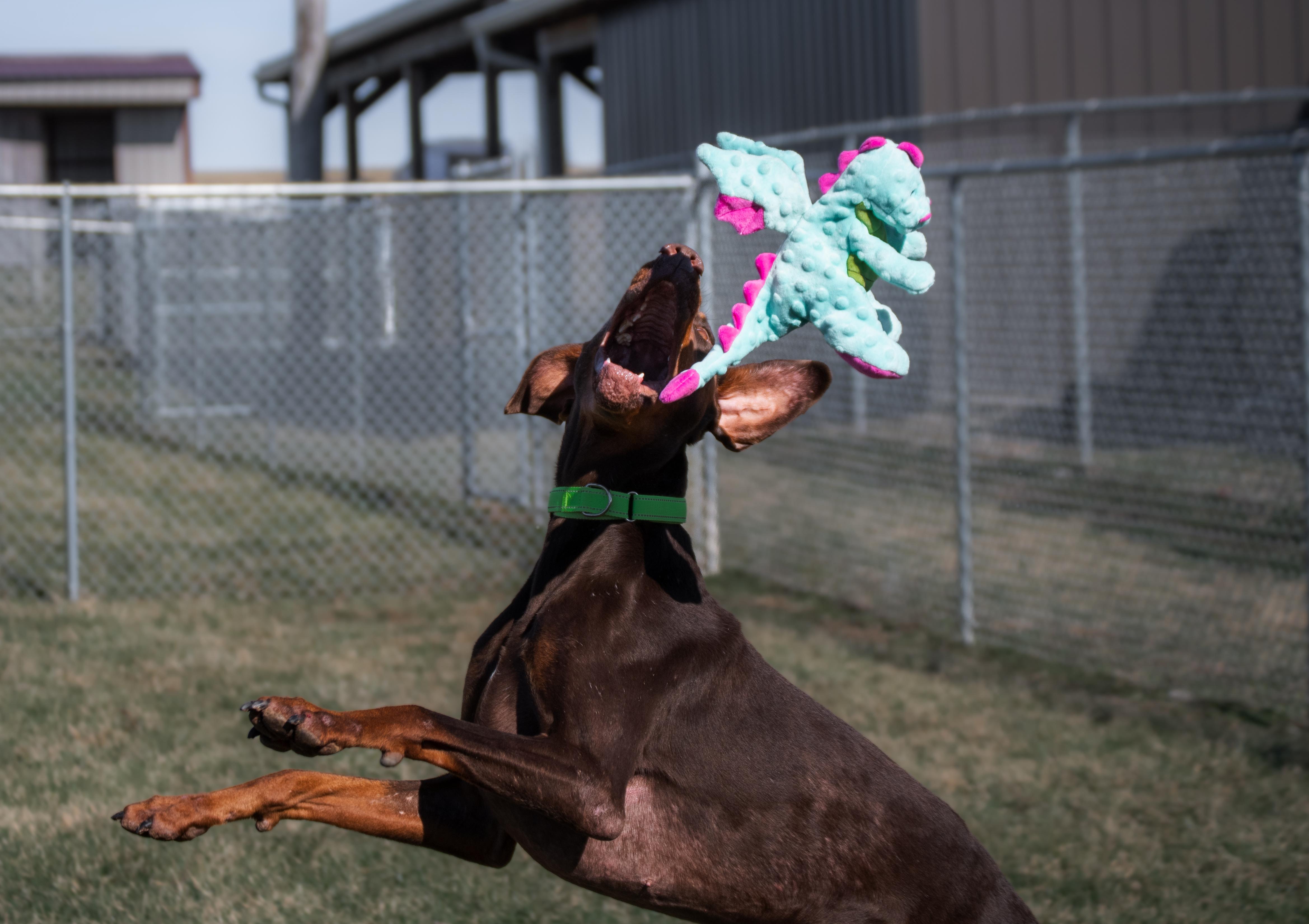 Enlarge Marley, a ADOPTABLE Doberman Pinscher in Winchester, KY image 6/6