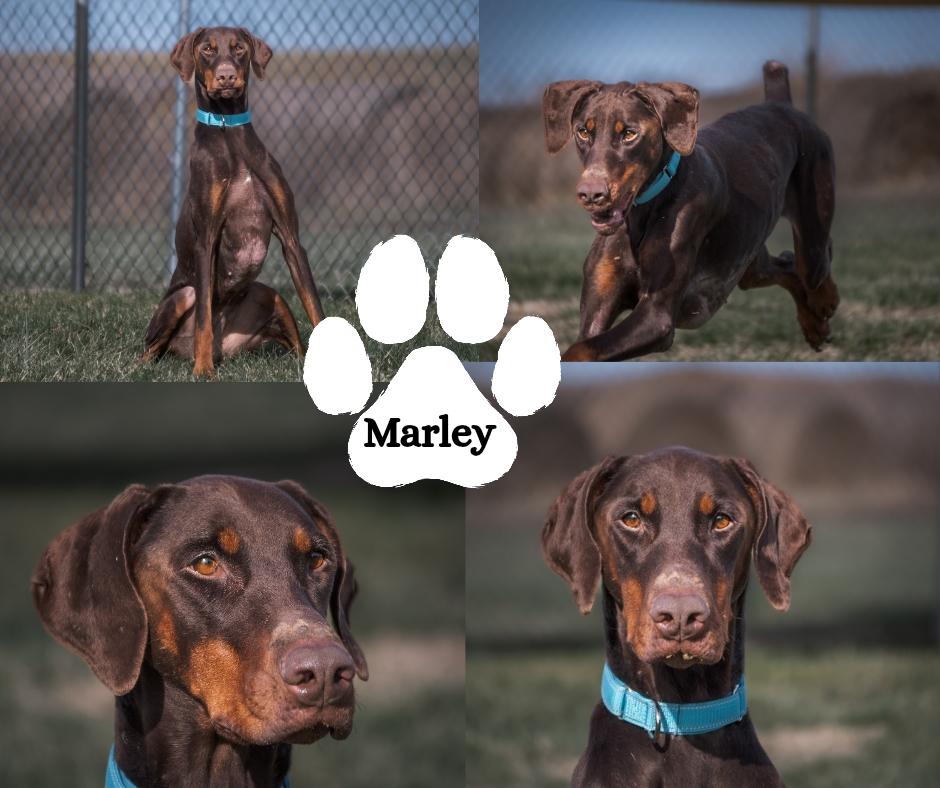Marley, ADOPTABLE, Adult Female Doberman Pinscher.