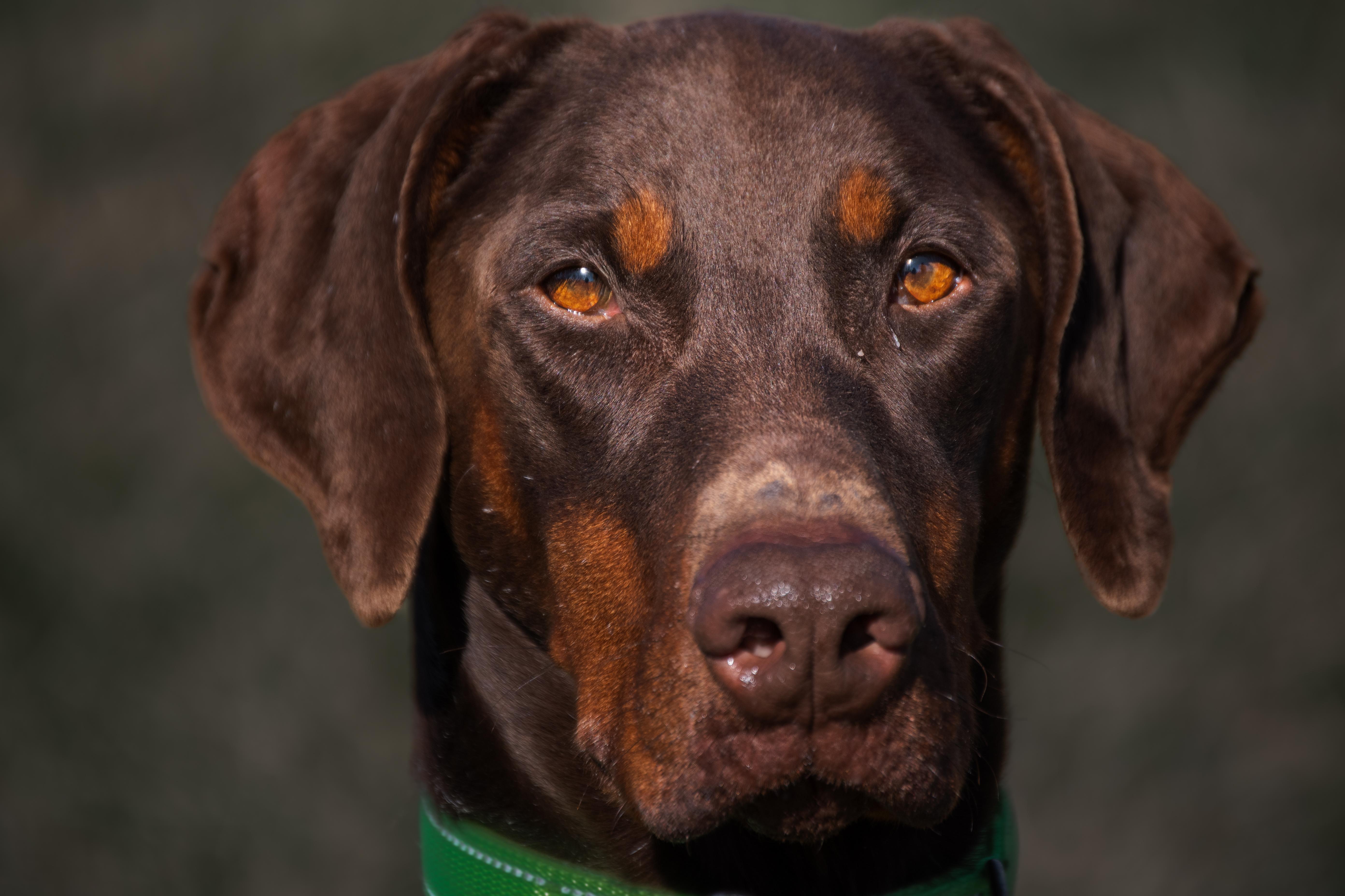 Enlarge Marley, a ADOPTABLE Doberman Pinscher in Winchester, KY image 5/6