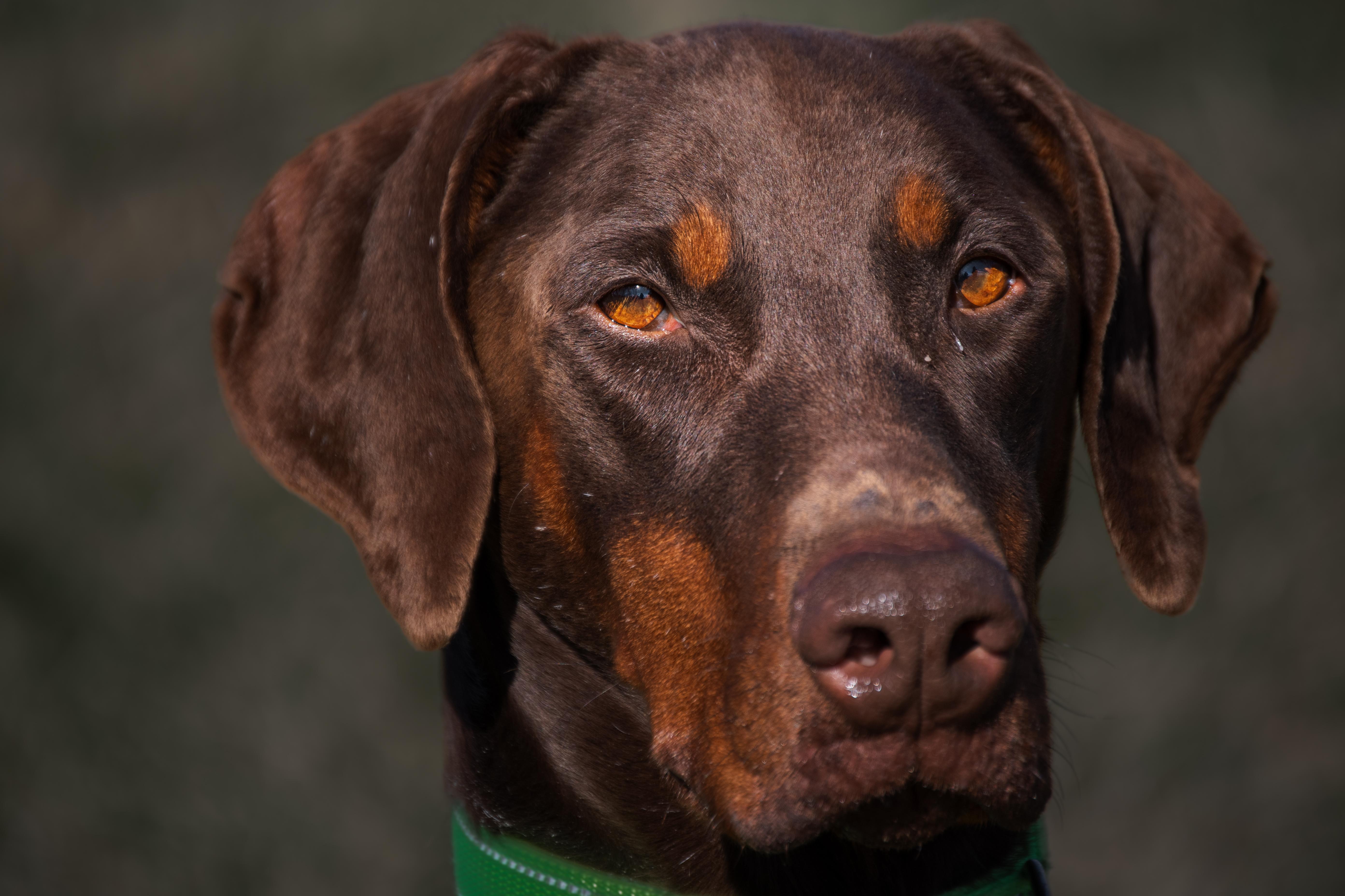 Enlarge Marley, a ADOPTABLE Doberman Pinscher in Winchester, KY image 4/6