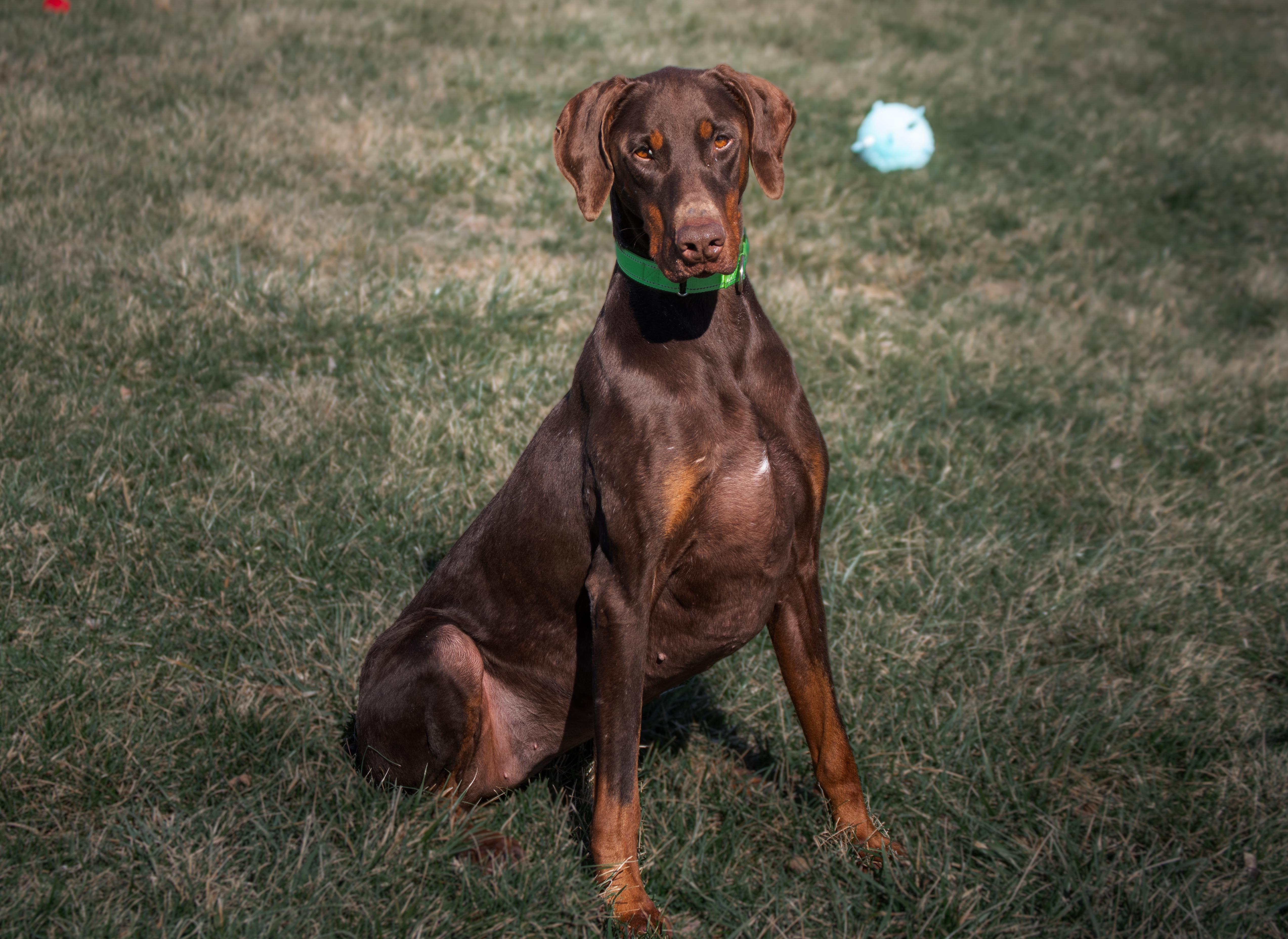 Enlarge Marley, a ADOPTABLE Doberman Pinscher in Winchester, KY image 3/6