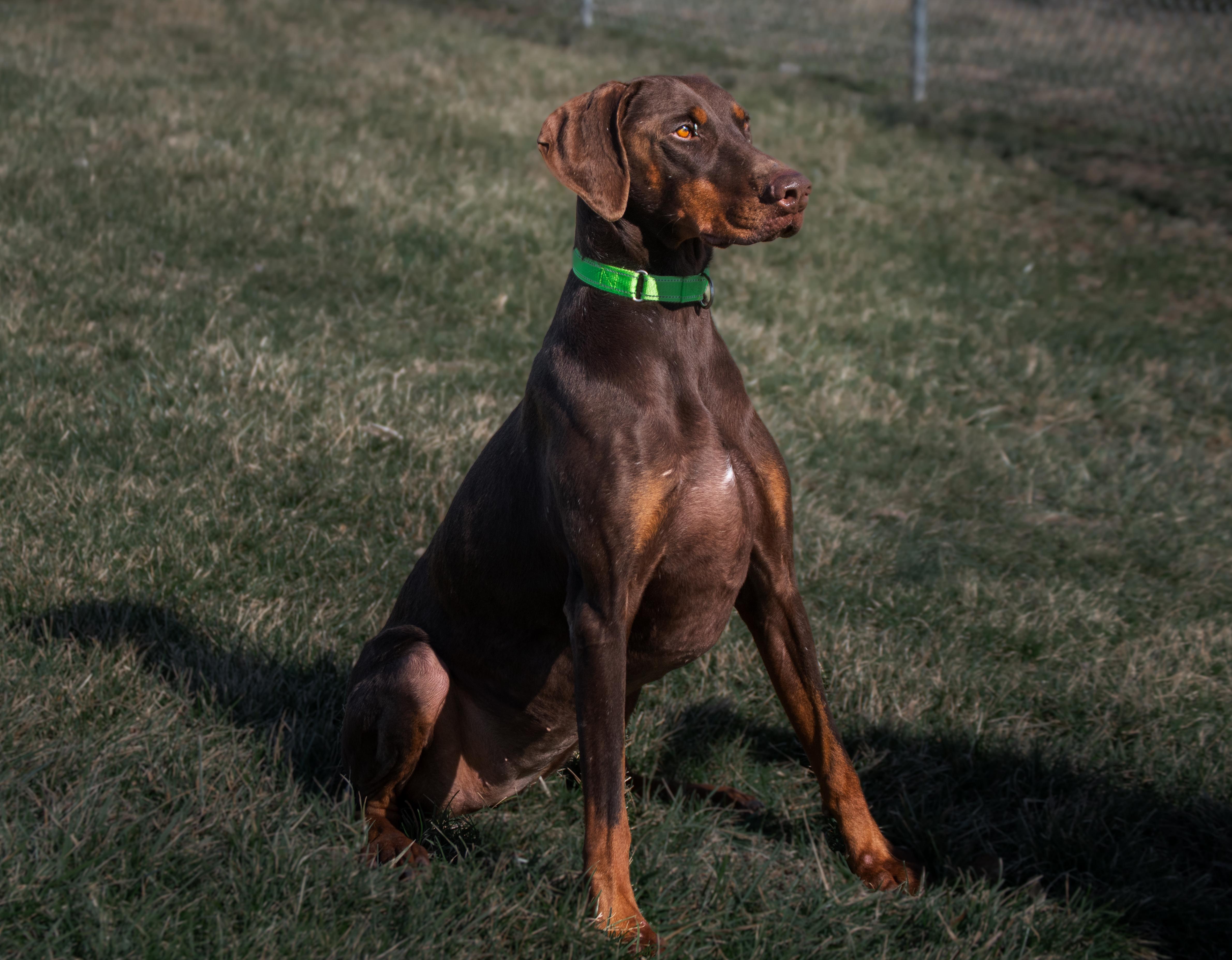 Enlarge Marley, a ADOPTABLE Doberman Pinscher in Winchester, KY image 2/6