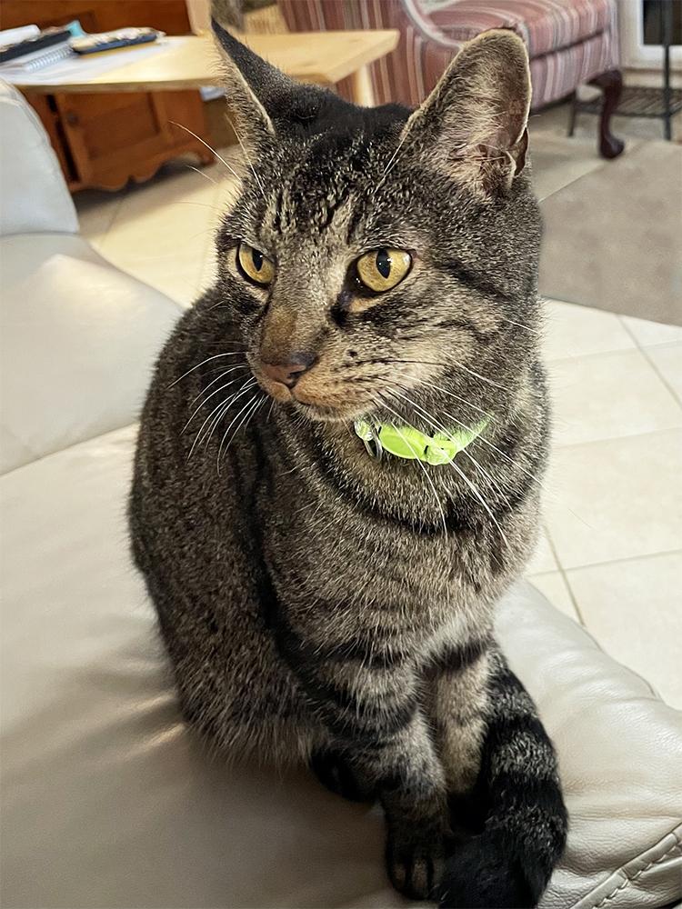 Enlarge Ernie, a ADOPTABLE Domestic Short Hair in Smithfield, VA image 1/3