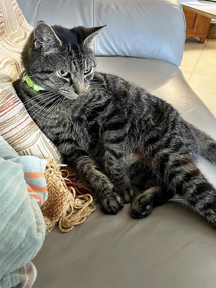 Enlarge Ernie, a ADOPTABLE Domestic Short Hair in Smithfield, VA image 2/3