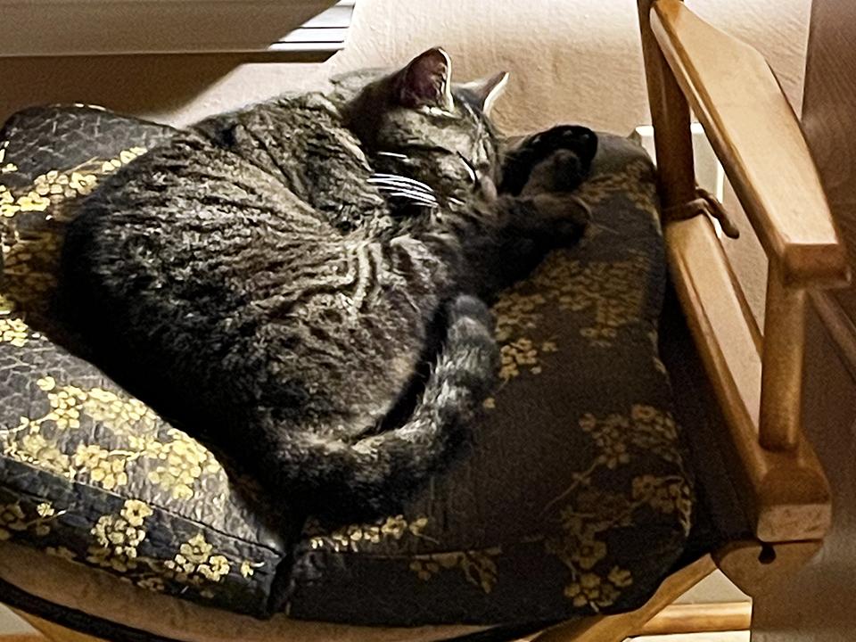 Ernie — thumbnail 3