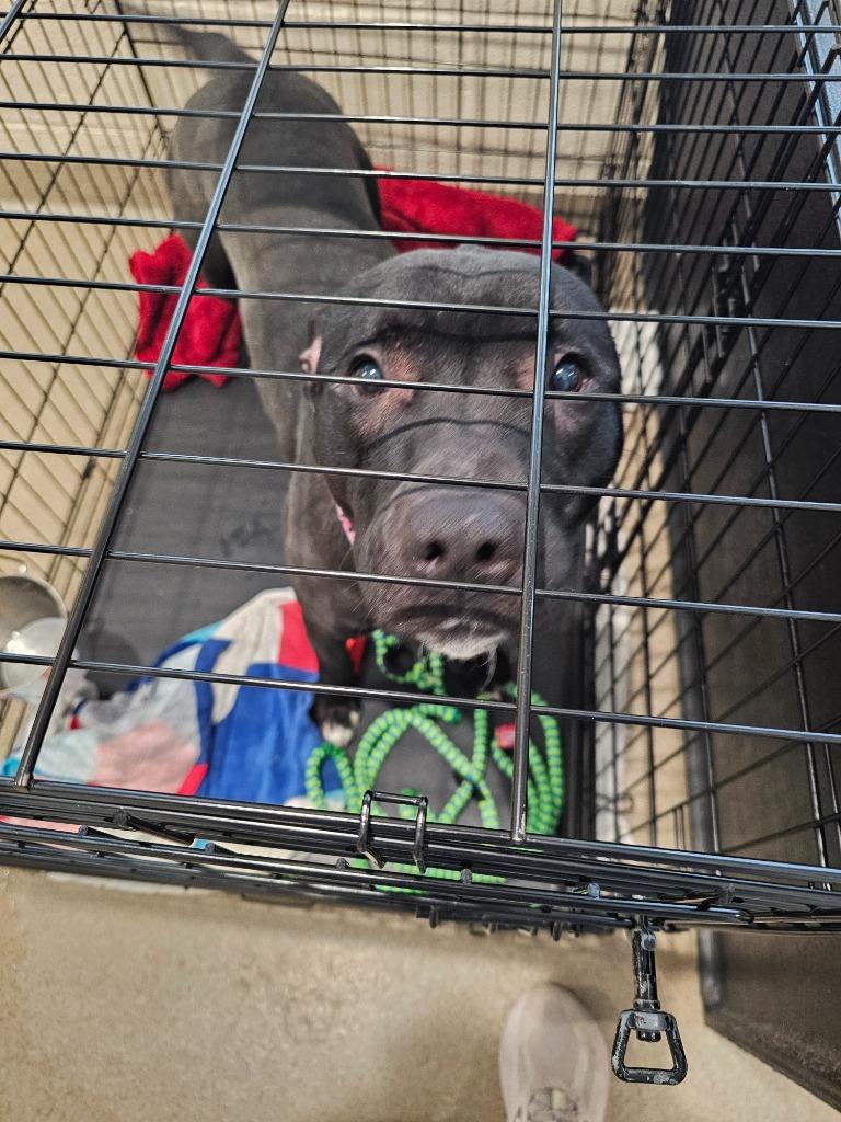 Johnny, Adoptable, Adult Male Labrador Retriever.