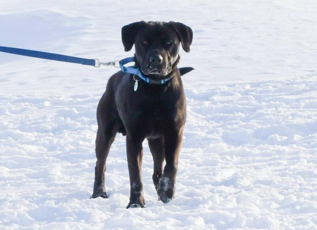 Enlarge Johnny, a Adoptable mixed breed in North Syracuse, NY image 2/3