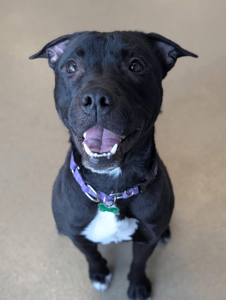 Enlarge Johnny, a Adoptable mixed breed in North Syracuse, NY image 3/3