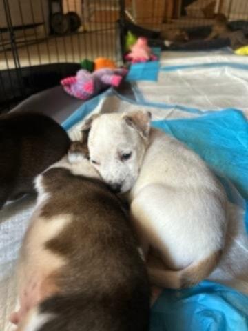 Ms. Butterworth and pups!