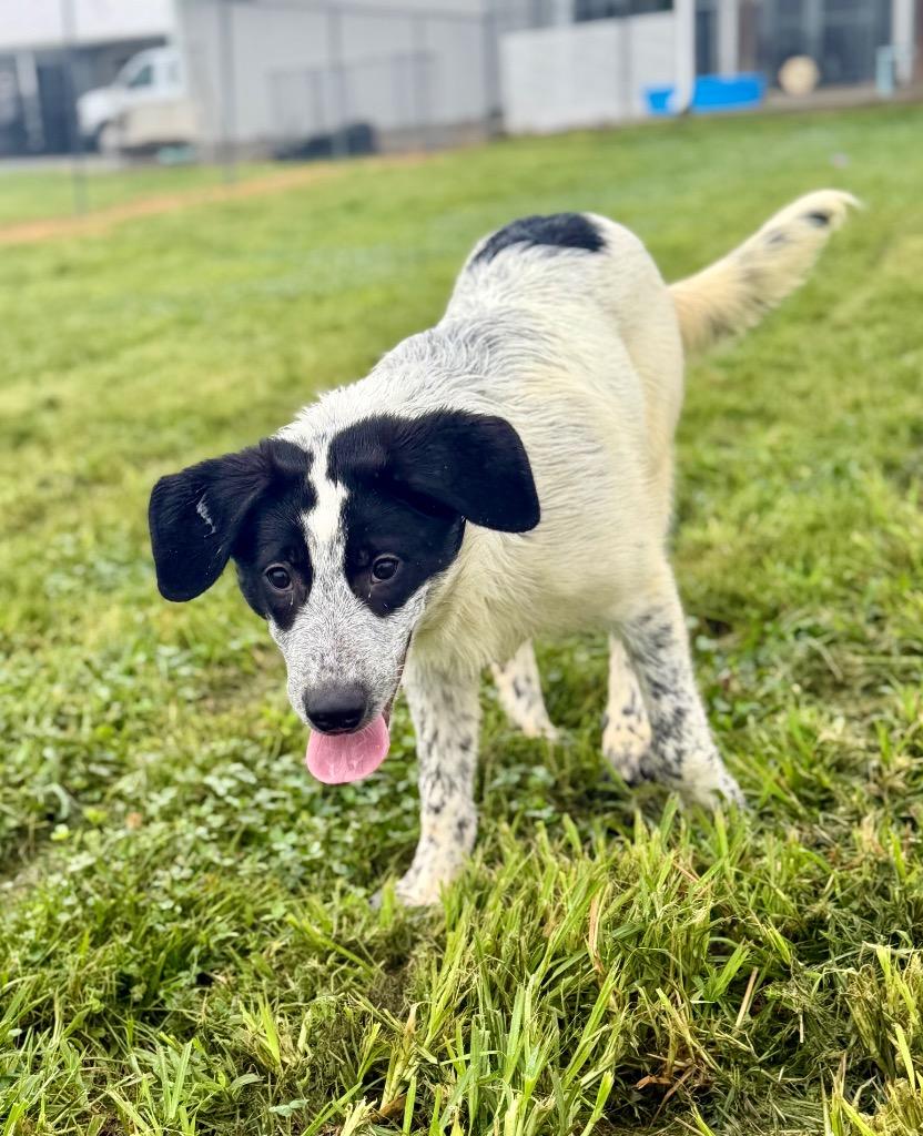 Nirvana, Adoptable, Puppy Female Terrier.