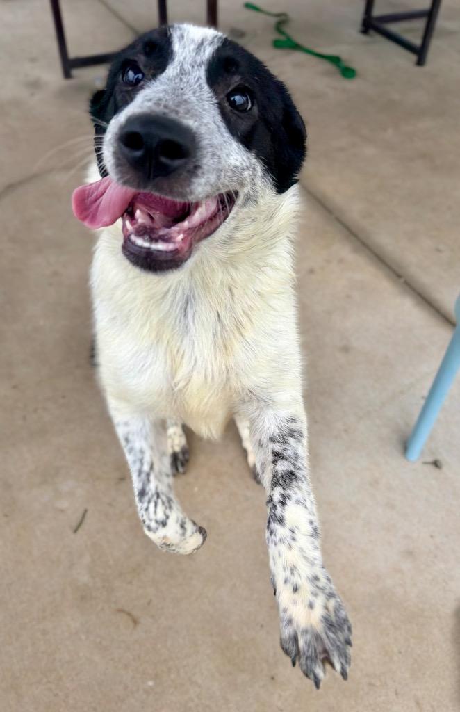 Nirvana, a Adoptable mixed breed in Hopkinsville, KY image 2/4
