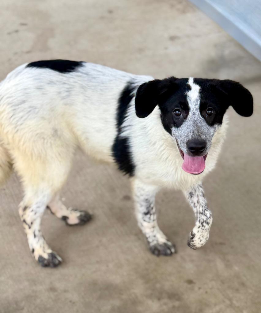 Nirvana, a Adoptable mixed breed in Hopkinsville, KY image 3/4
