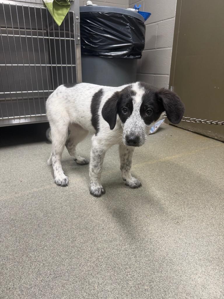 Nirvana, Adoptable, Puppy Female Terrier.