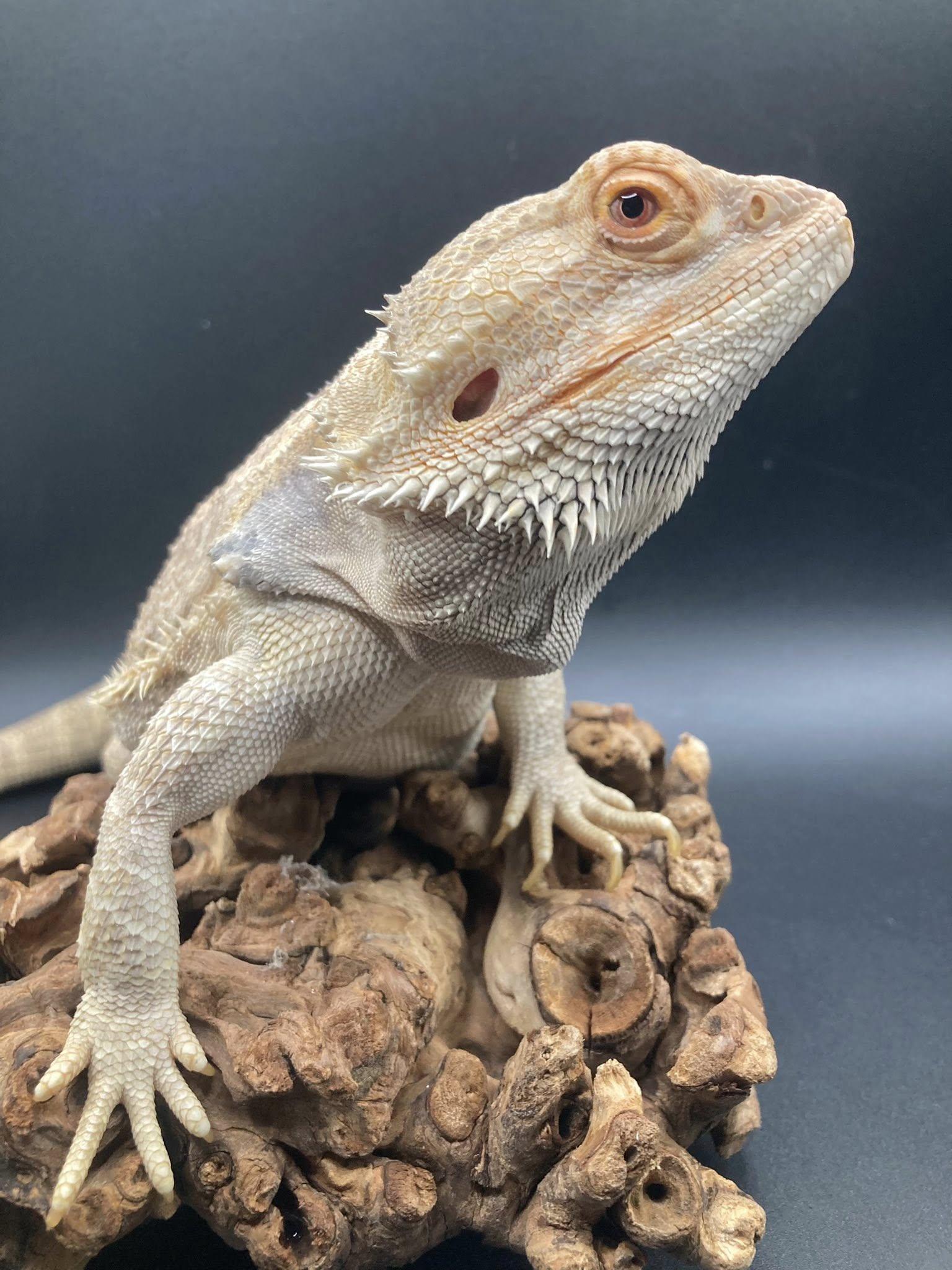 Enlarge Sunny, an adopted Bearded Dragon in Palmerton, PA image 3/4