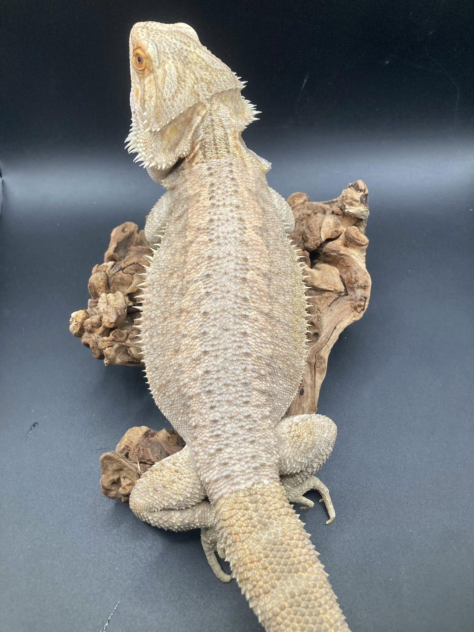 Enlarge Sunny, an adopted Bearded Dragon in Palmerton, PA image 4/4