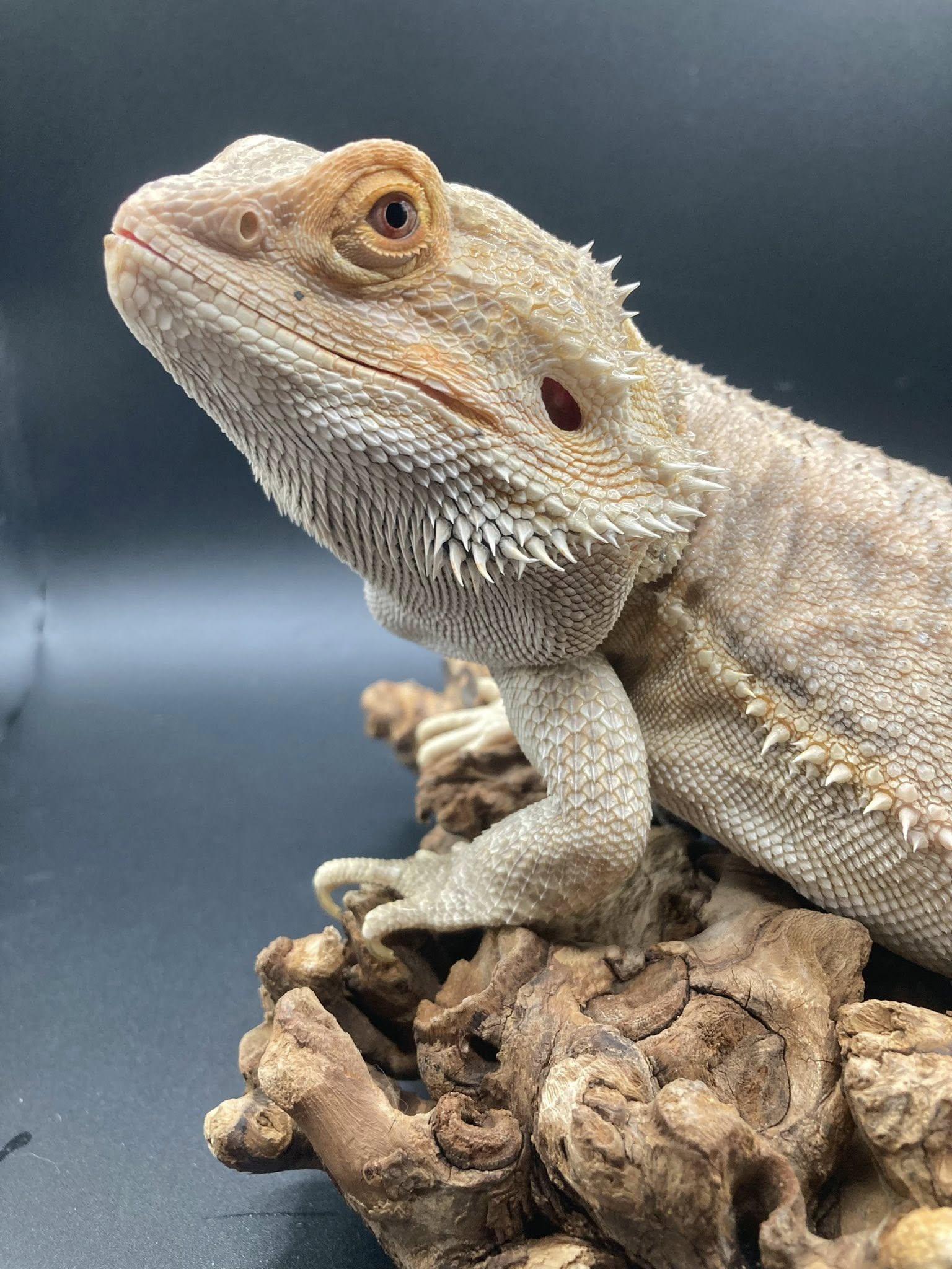 Enlarge Sunny, an adopted Bearded Dragon in Palmerton, PA image 2/4