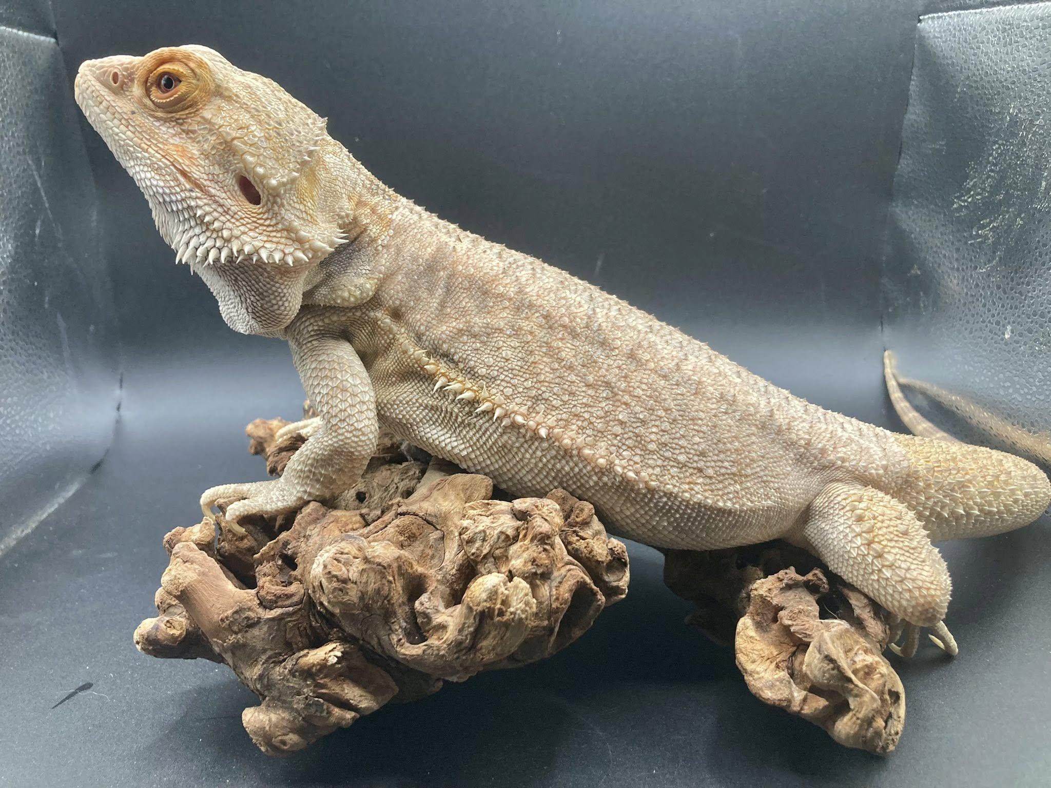 Sunny, adopted, Adult Male Bearded Dragon.