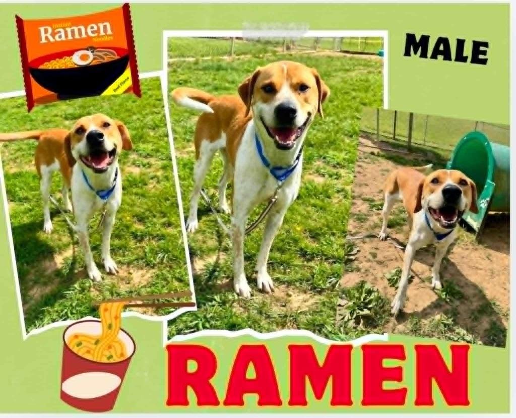 Ramen, Adoptable, Adult Female Labrador Retriever & Mixed Breed.