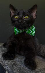 Enlarge Axel, a Adoptable Domestic Short Hair in Winfield, KS image 1/1