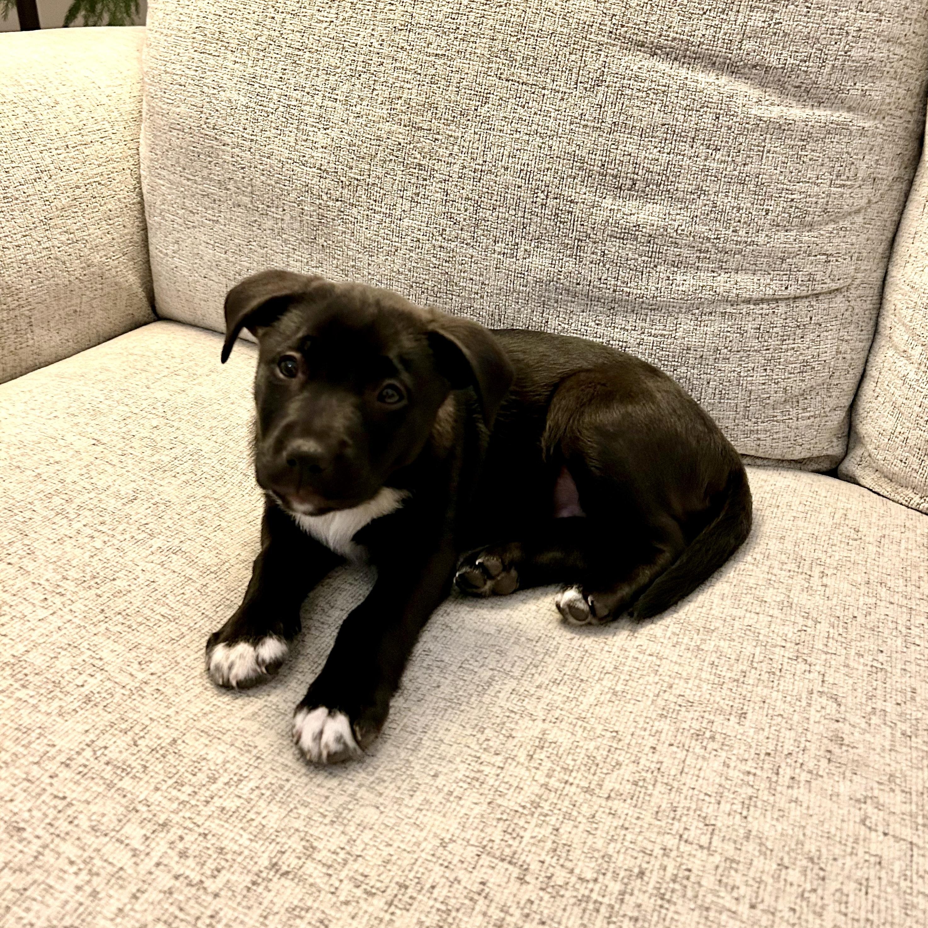 Enlarge Joy, an adopted mixed breed in Charlotte, NC image 5/5