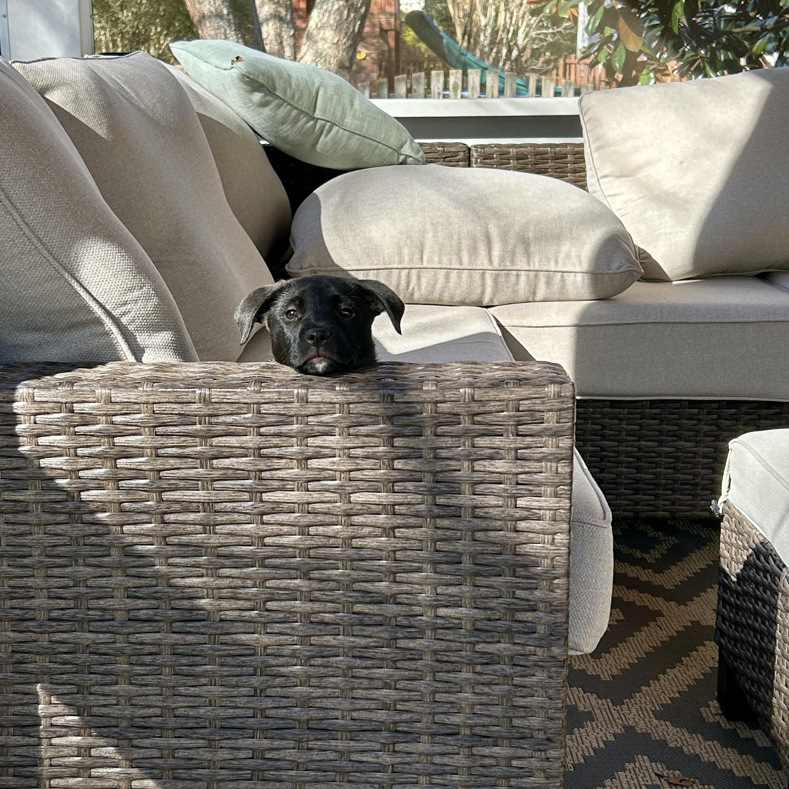 Enlarge Joy, an adopted mixed breed in Charlotte, NC image 4/5