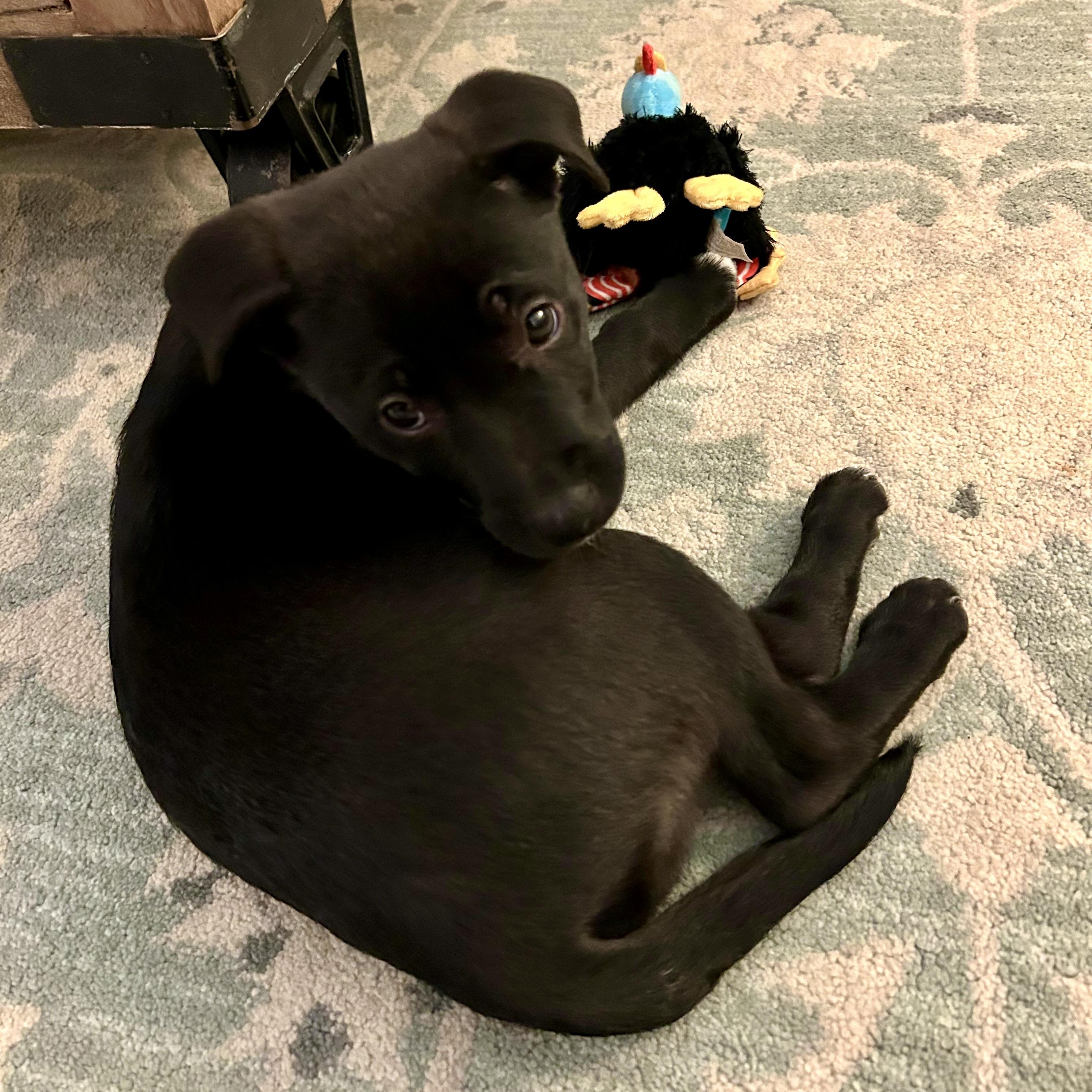 Enlarge Joy, an adopted mixed breed in Charlotte, NC image 3/5