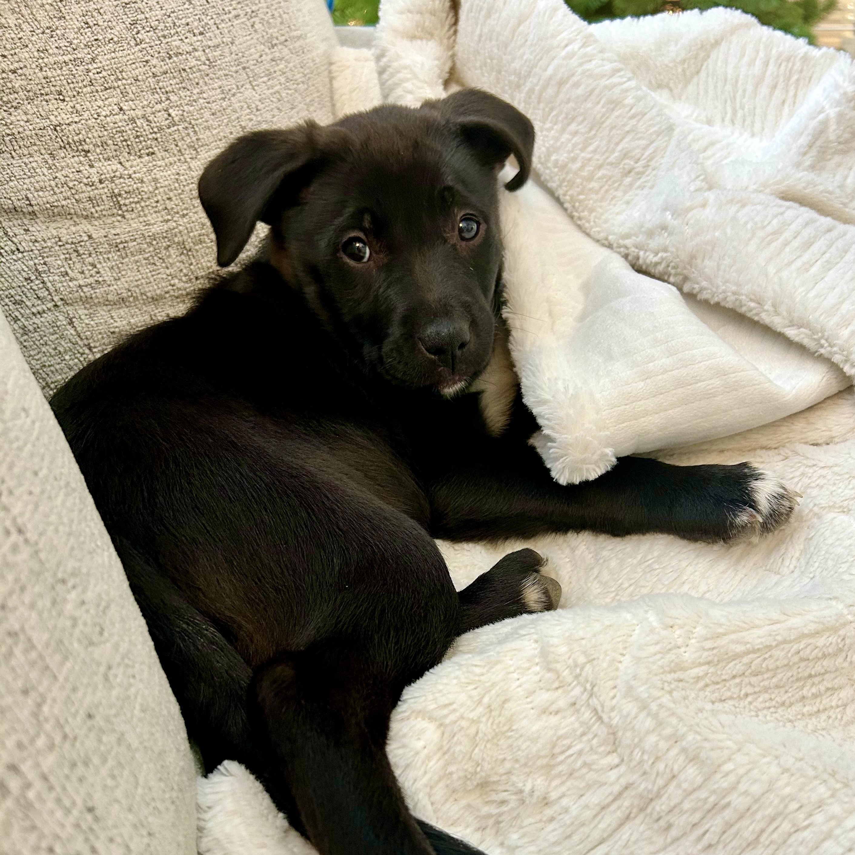 Enlarge Joy, an adopted mixed breed in Charlotte, NC image 2/5