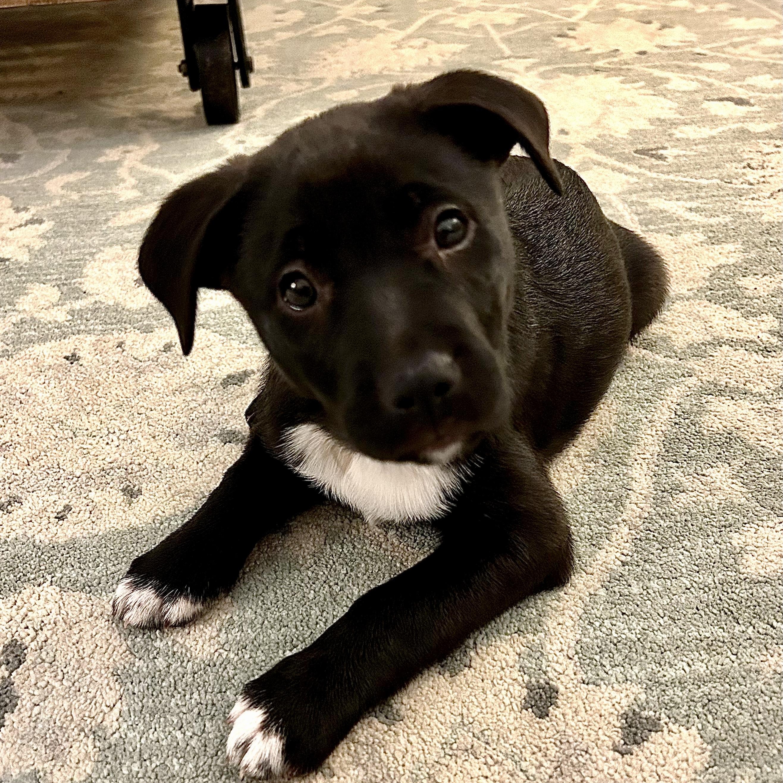 Enlarge Joy, an adopted mixed breed in Charlotte, NC image 1/5