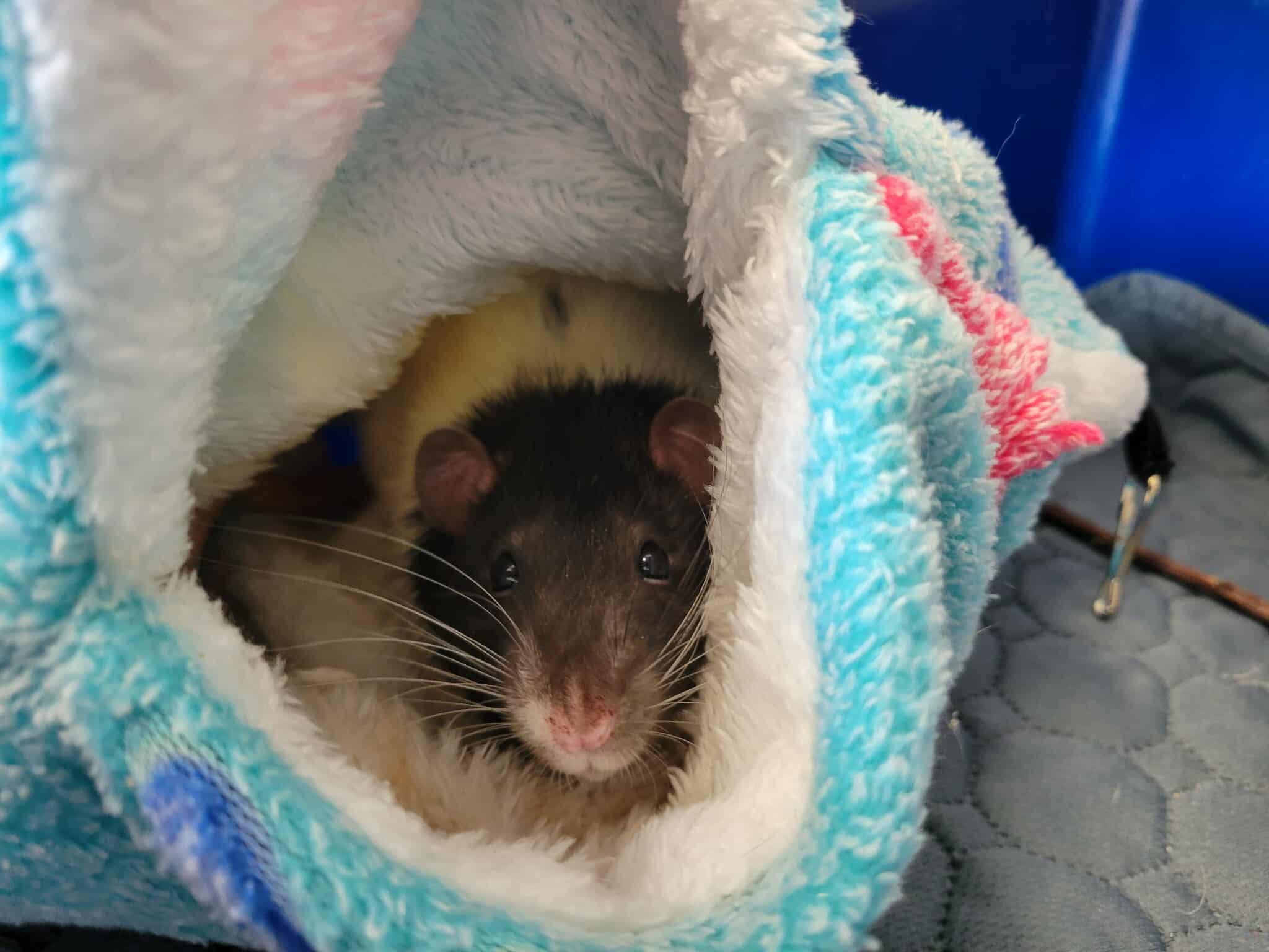 Enlarge Oreo, a Adoptable Rat in Delson, QC image 1/1