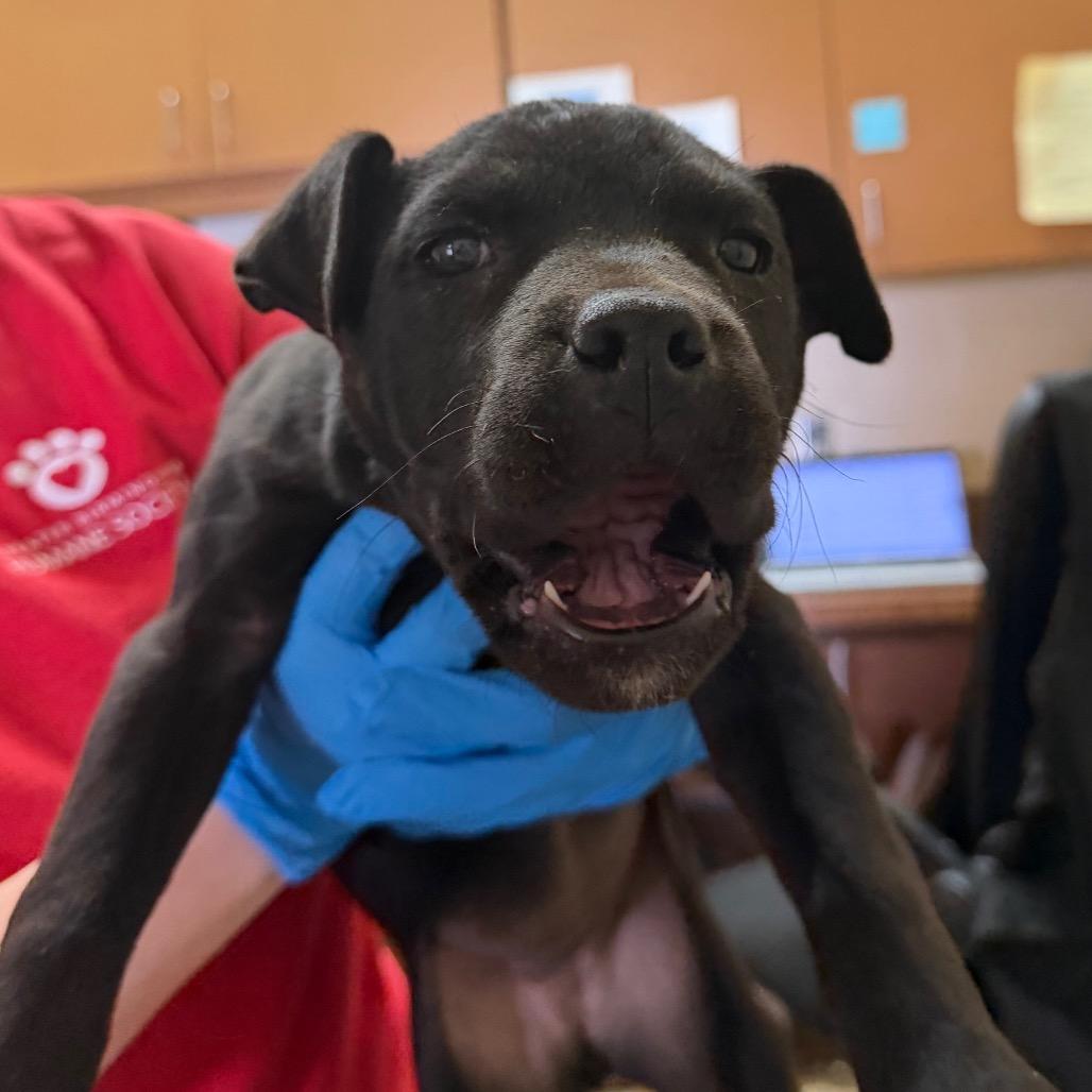 Enlarge Vada, a Adoptable Pit Bull Terrier in Birmingham, AL image 1/1