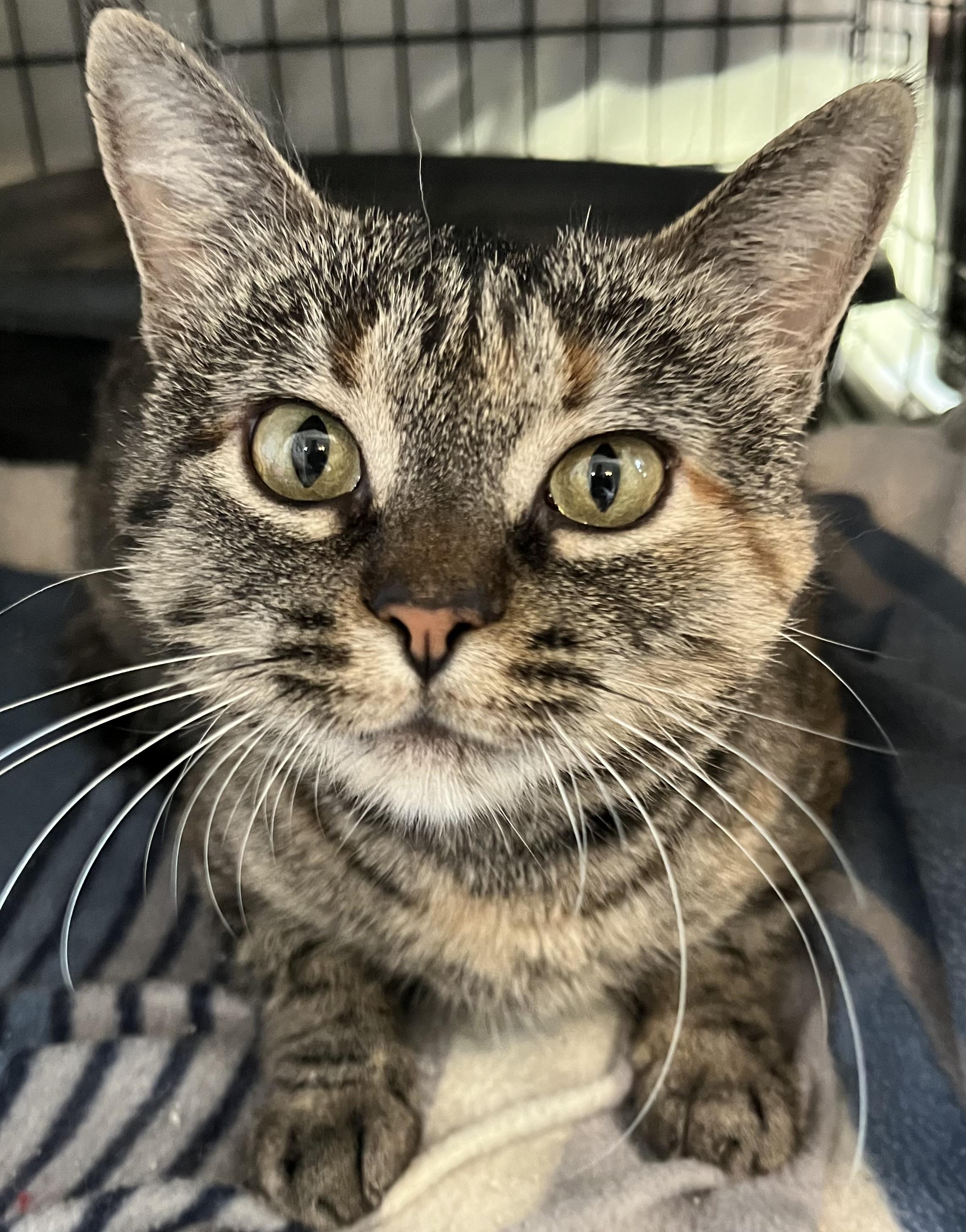 Lucky, a Adoptable Domestic Short Hair in Moline, IL image 5/5