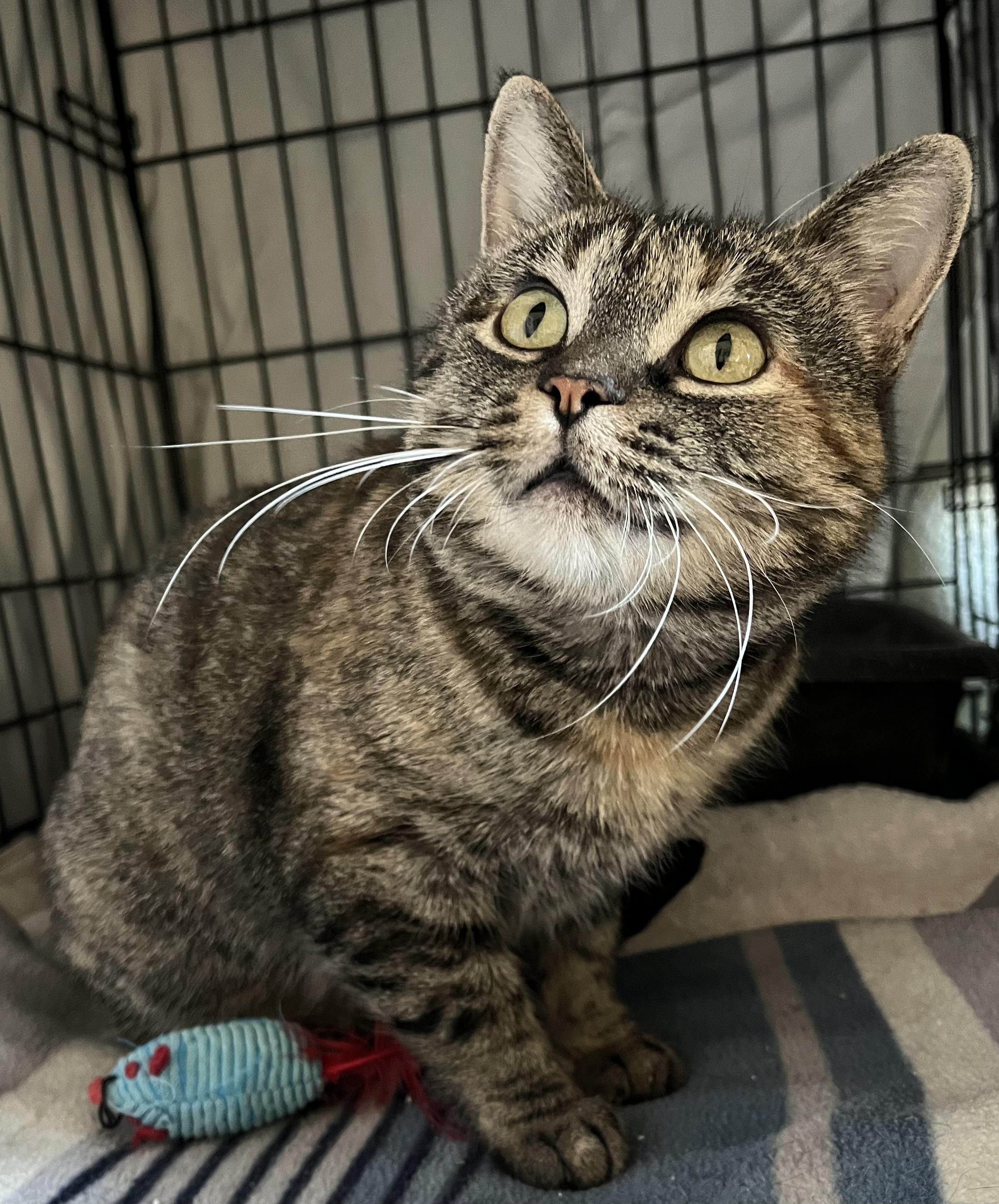 Lucky, a Adoptable Domestic Short Hair in Moline, IL image 1/5