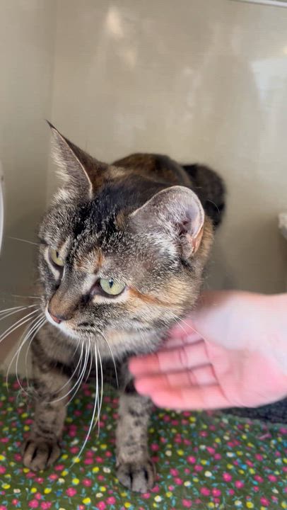 Enlarge Lucky, a Adoptable Domestic Short Hair in Moline, IL video 2/7