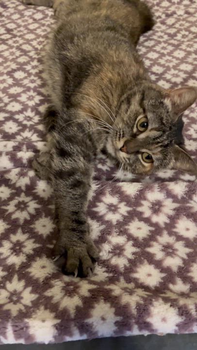 Enlarge Lucky, a Adoptable Domestic Short Hair in Moline, IL video 2/5