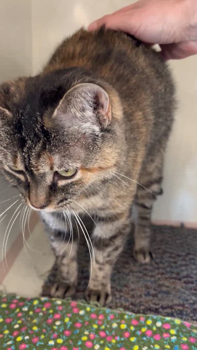 Enlarge Lucky, a Adoptable Domestic Short Hair in Moline, IL video 6/7