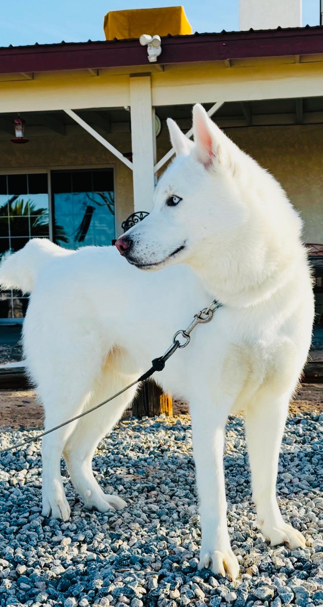 Charlie the white Husky who talks and steals hearts!!, a Adoptable Husky in Encino, CA image 2/5
