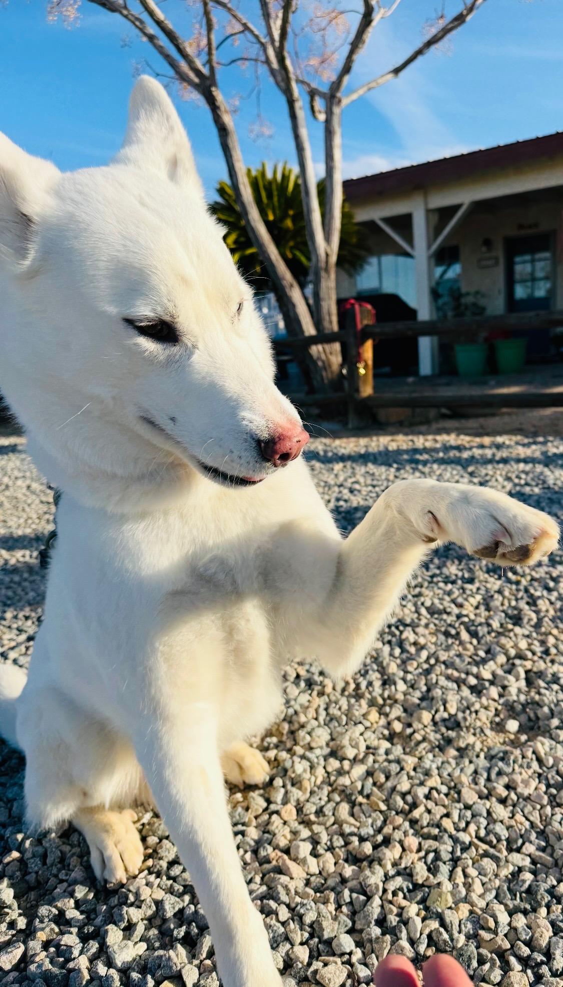 Charlie the white Husky who talks and steals hearts!!, a Adoptable Husky in Encino, CA image 3/5