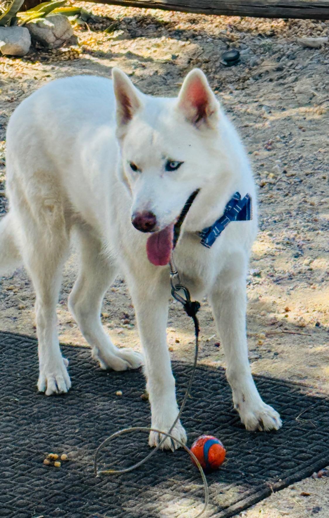 Charlie the white Husky who talks and steals hearts!!, a Adoptable Husky in Encino, CA image 4/5