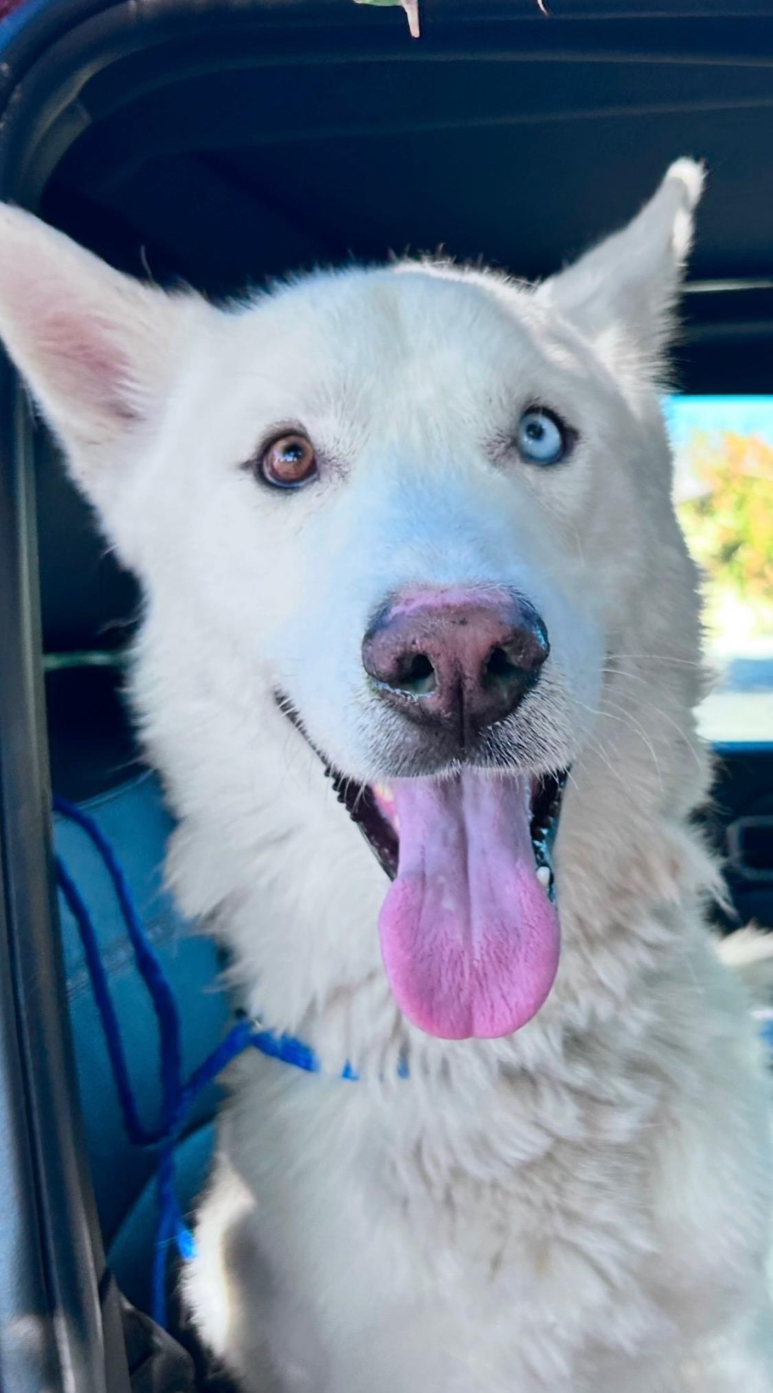 Charlie the white Husky who steals hearts!!