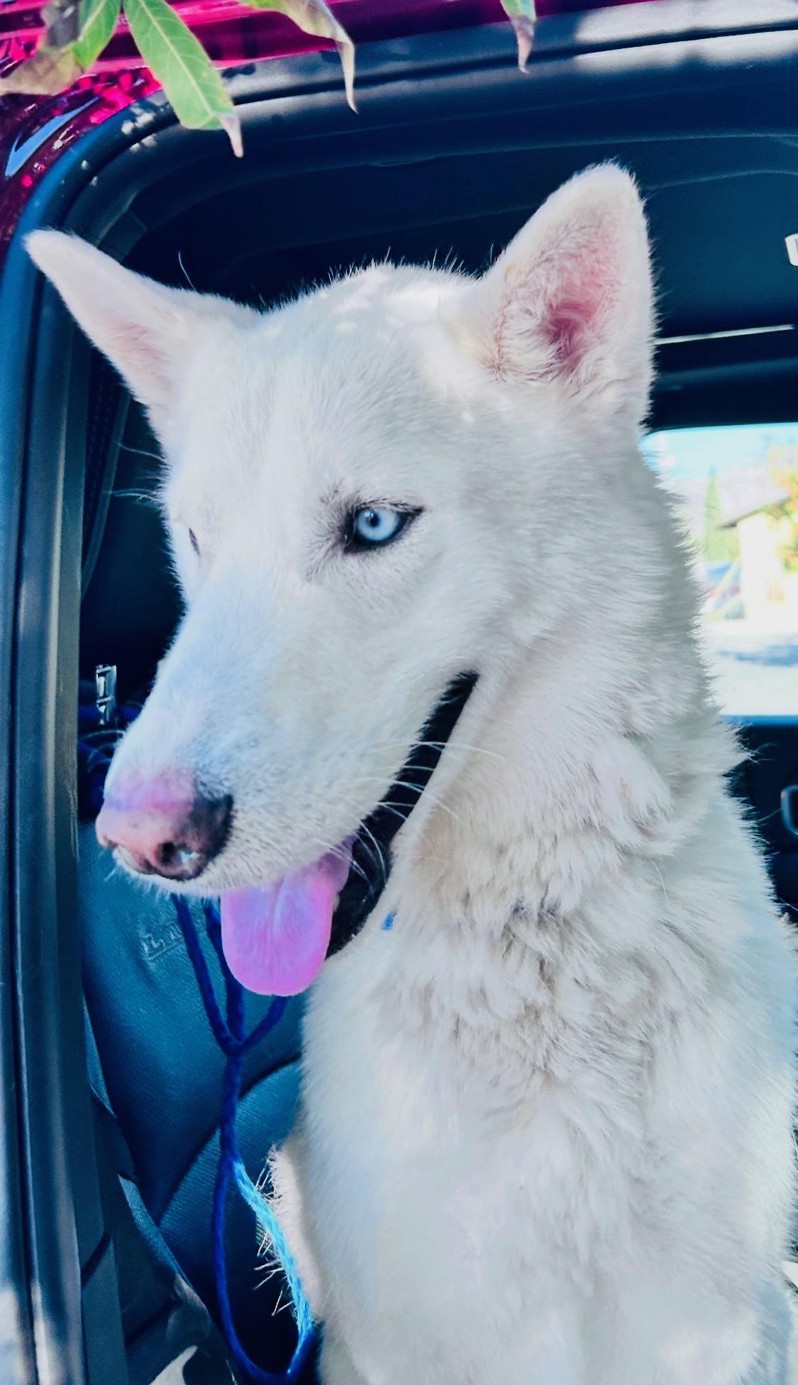 Charlie the white Husky who talks and steals hearts!!, a Adoptable Husky in Encino, CA image 5/5