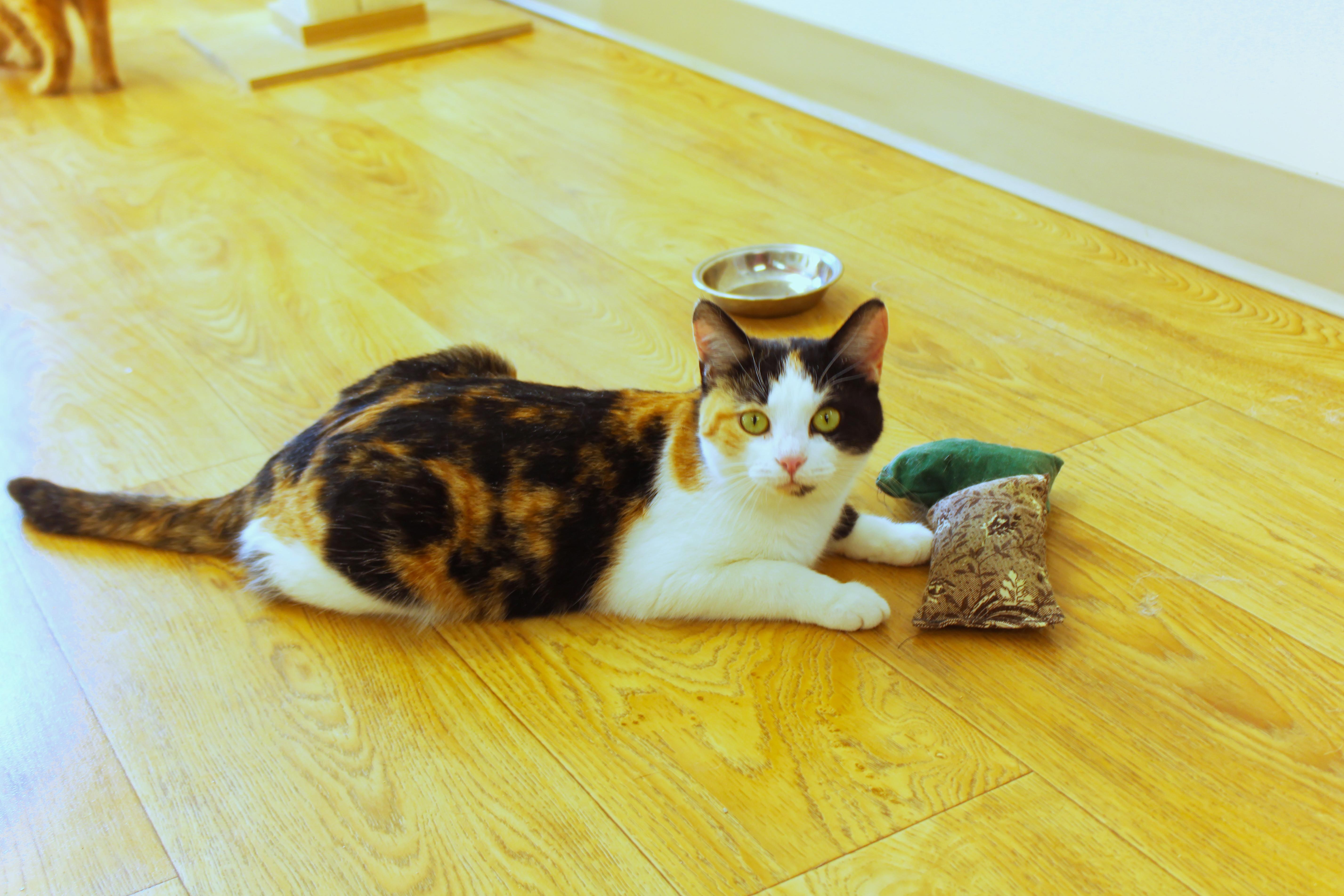 Enlarge Blair, a ADOPTABLE Calico in Urbana, OH image 3/6
