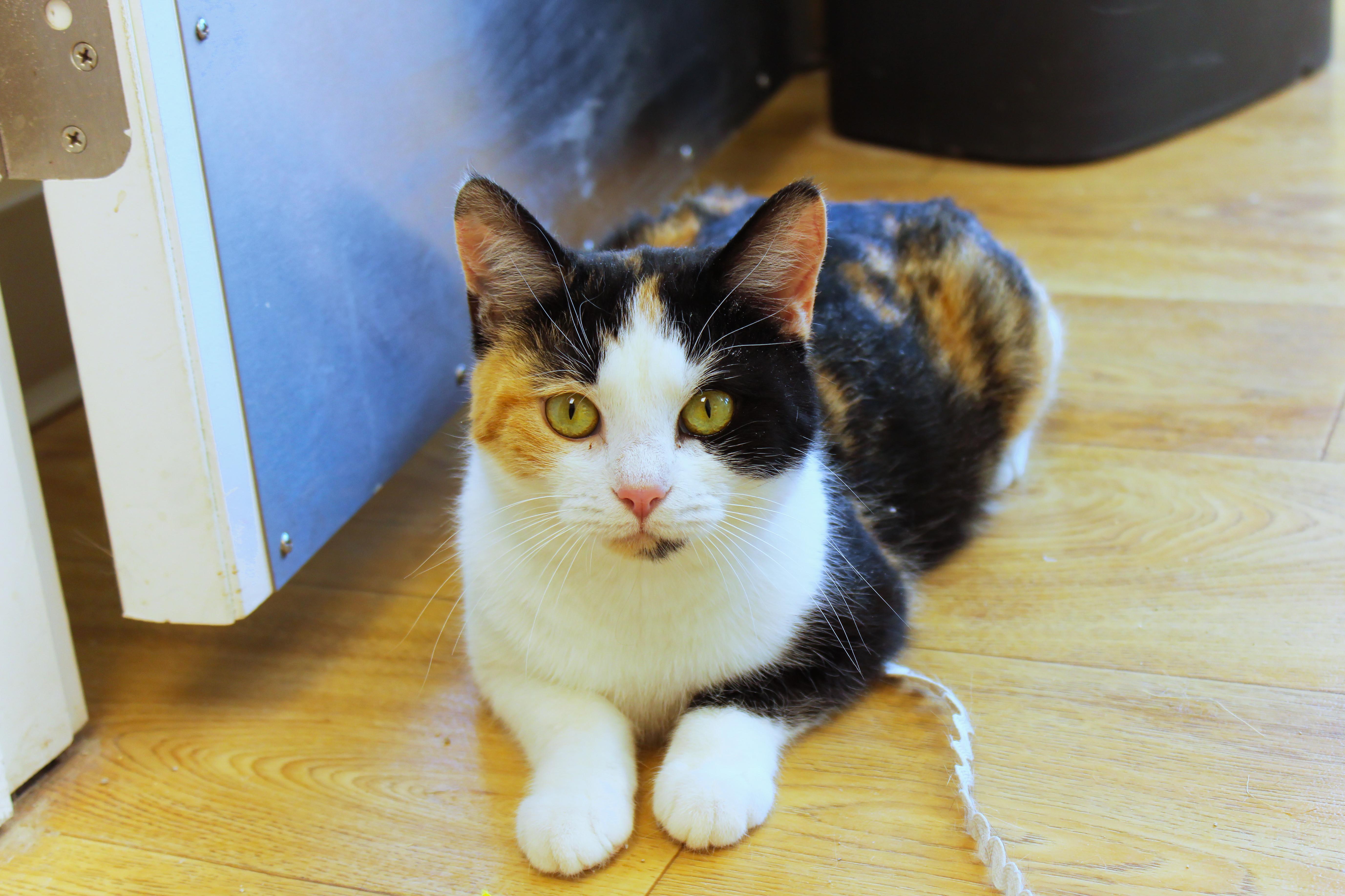 Enlarge Blair, a ADOPTABLE Calico in Urbana, OH image 5/6