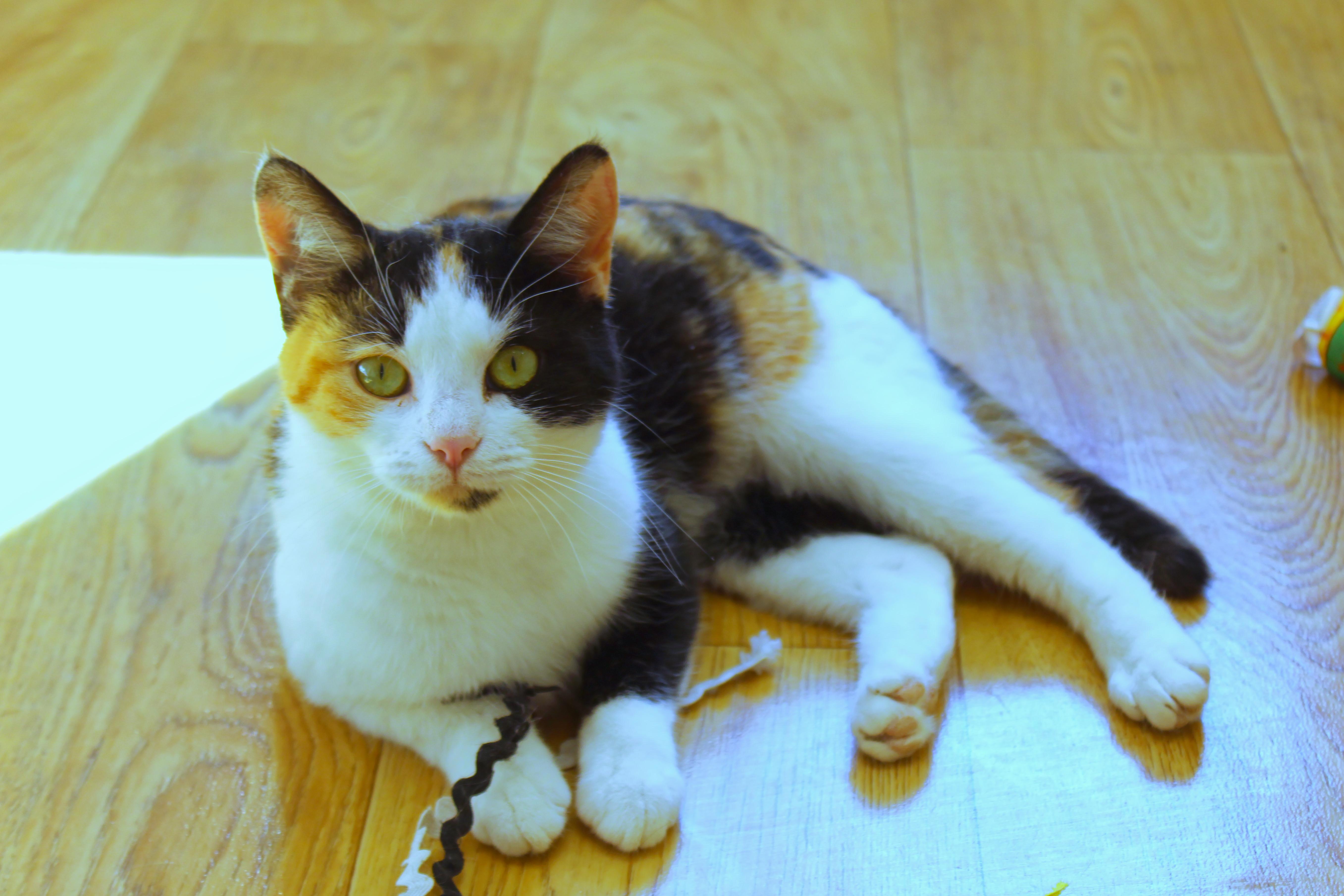 Enlarge Blair, a ADOPTABLE Calico in Urbana, OH image 6/6