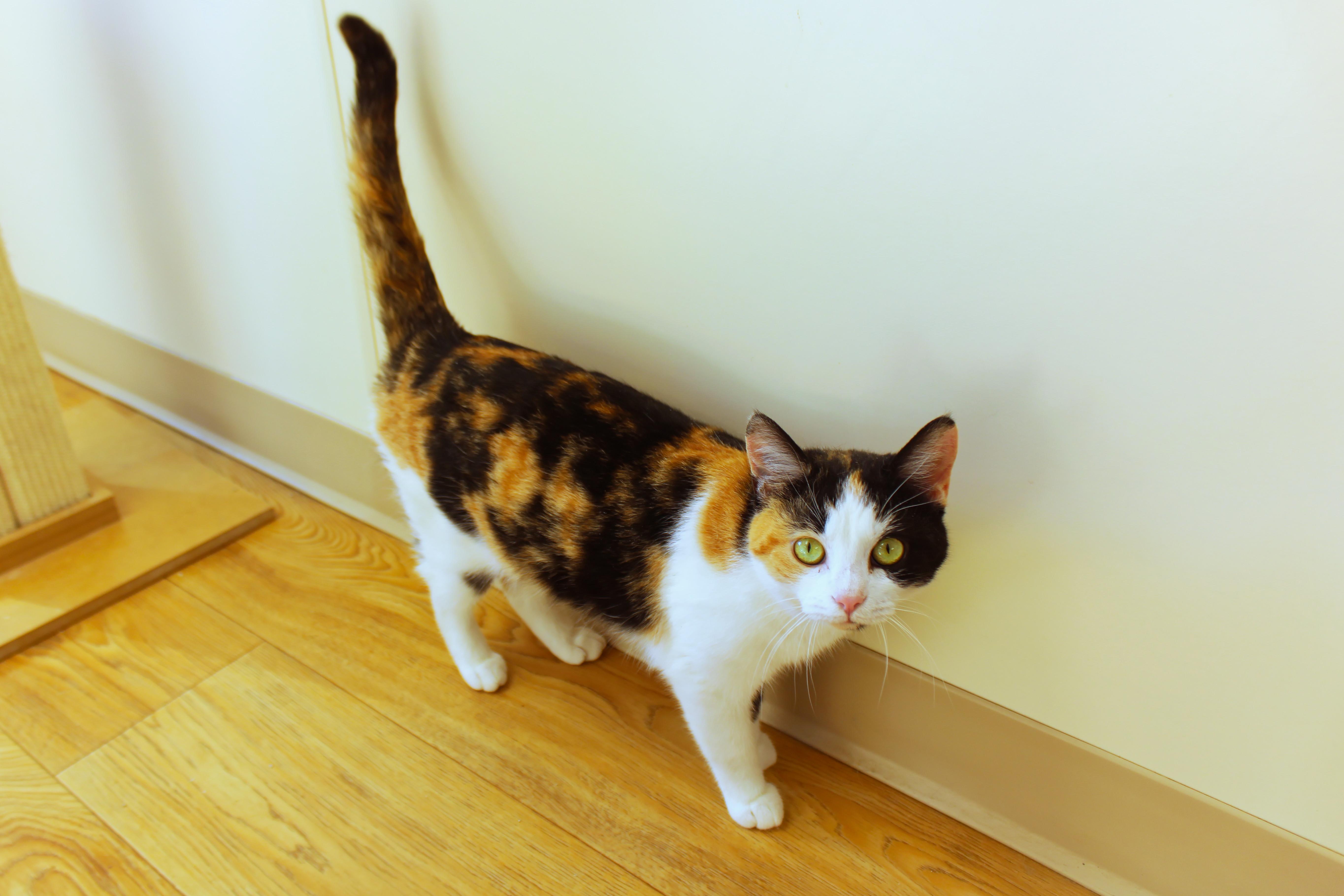 Enlarge Blair, a ADOPTABLE Calico in Urbana, OH image 2/6