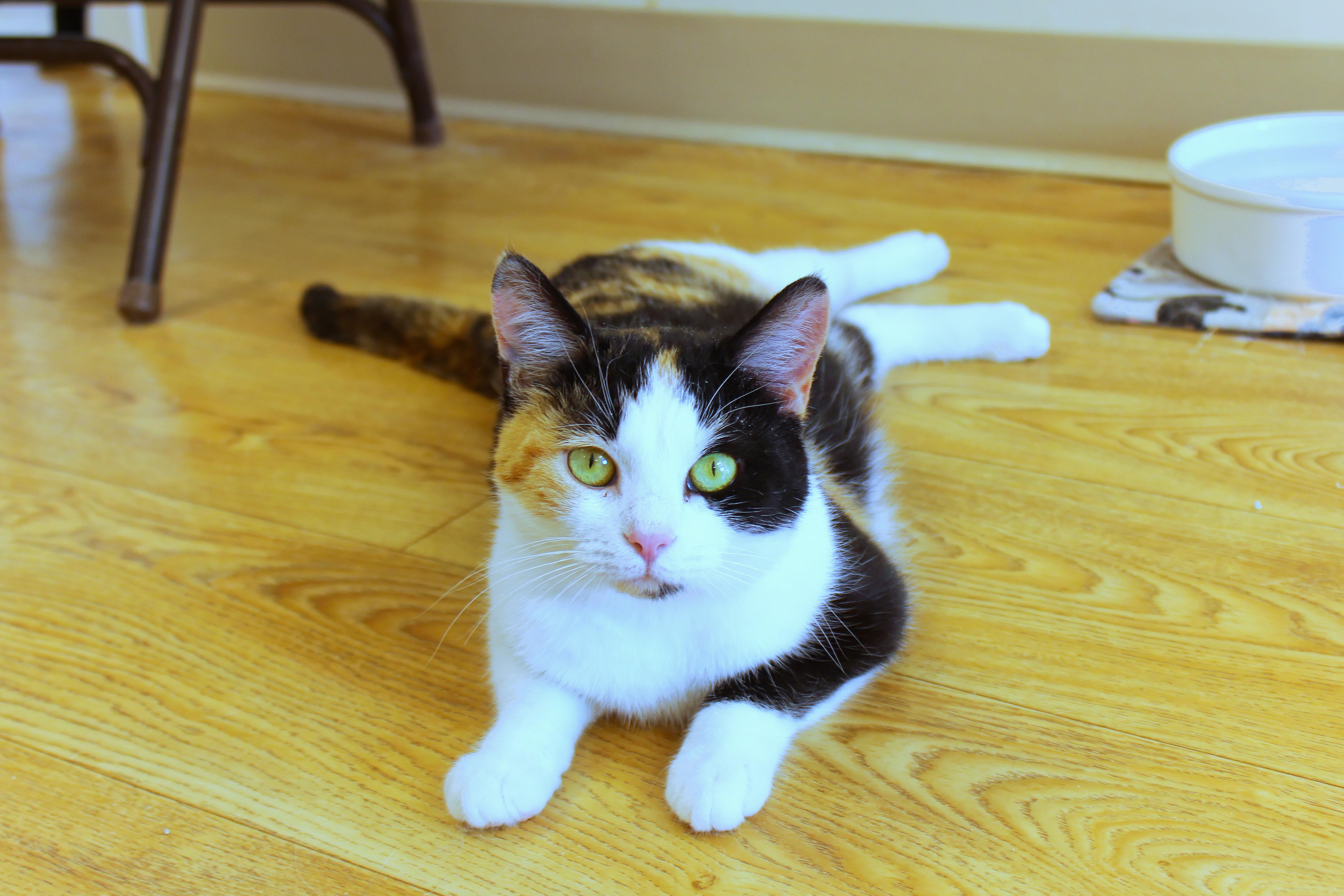 Enlarge Blair, a ADOPTABLE Calico in Urbana, OH image 1/6