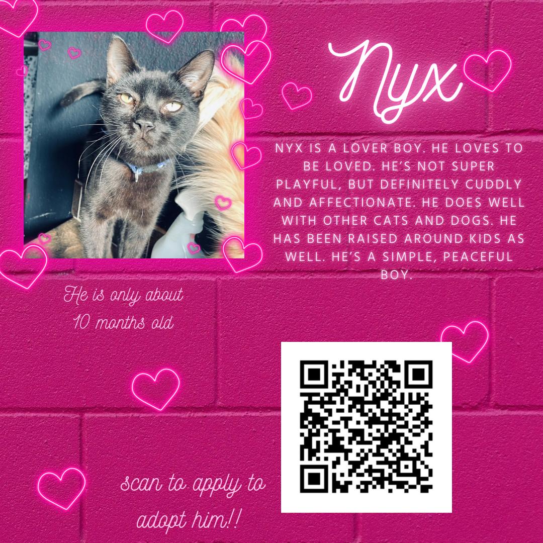 Enlarge Nyx, a Adopted Domestic Short Hair in Broken Arrow, OK image 1/1